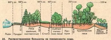 властивості біогеоценозів