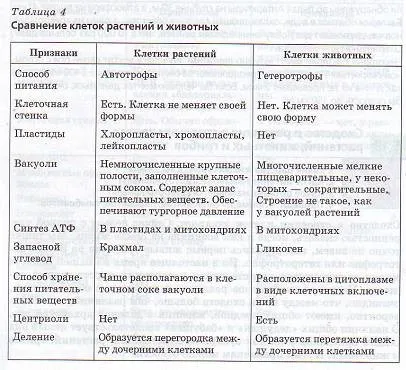 Подібність і відмінності в будові клітин рослин, тварин і грибів (і грибів) Подібність і відмінності в будові клітин рослин, тварин і грибів