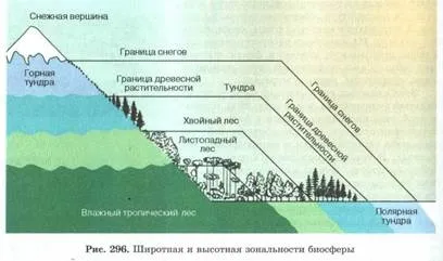 властивості біогеоценозів