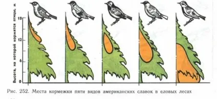 властивості біогеоценозів