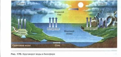 властивості біогеоценозів