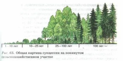 властивості біогеоценозів