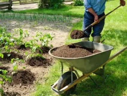 Добриво для картоплі (чим удобрювати картоплю після посадки) Добриво для картоплі