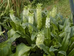 Еукоміс - види, догляд, особливості розмноження (eucomis) Еукоміс - види, догляд, особливості розмноження