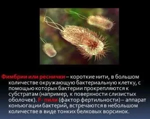 Фімбрії будова і функції