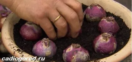 еукоміс квітка