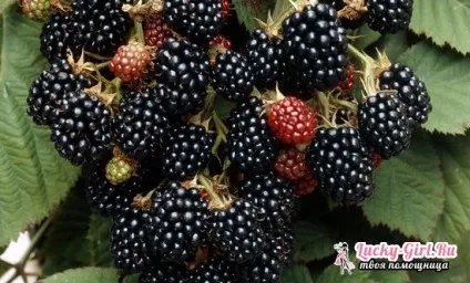 Ожиномалина вирощування і догляд (догляд) Ожиномалина вирощування і догляд