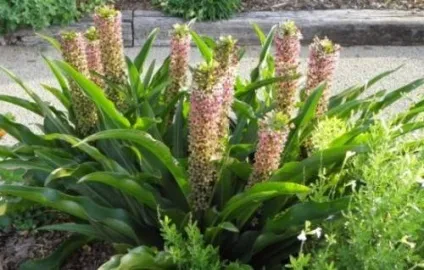 Еукоміс посадка і догляд (фото) як виростити ананасну пальму в своєму саду секрети правильної (фото) Еукоміс посадка і догляд (фото) як виростити ананасну пальму в своєму саду секрети правильної