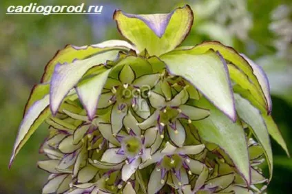 еукоміс квітка