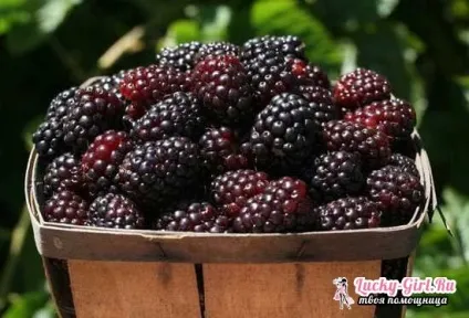 Ожиномалина вирощування і догляд (догляд) Ожиномалина вирощування і догляд