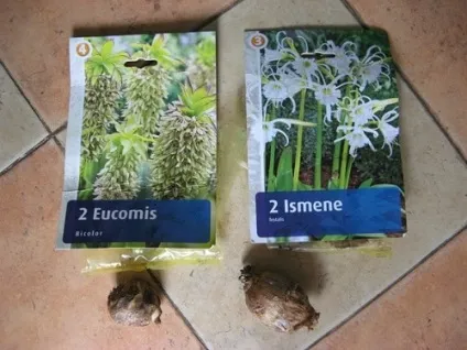 Евкоміс або еукоміс вирощування, догляд, розмноження (евкоміс еукоміс ананасна лілія види посадка догляд розмноження дітки насіння використання в ландшафтному дизайні) Евкоміс або еукоміс вирощування, догляд, розмноження