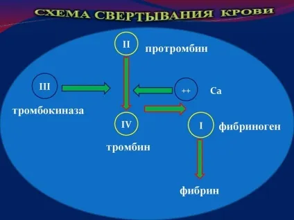 Фактори згортання крові (крові) Фактори згортання крові