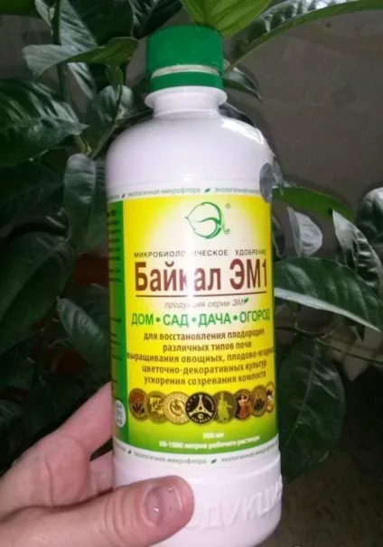Еухаріс догляд за амазонської лілією в домашніх умовах фото і відео (лілією) Еухаріс догляд за амазонської лілією в домашніх умовах фото і відео