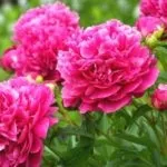 Вейгела - посадка і догляд у відкритому грунті (грунті) Вейгела - посадка і догляд у відкритому грунті