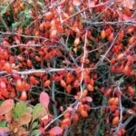 Вейгела - посадка і догляд у відкритому грунті (посадка) Вейгела - посадка і догляд у відкритому грунті