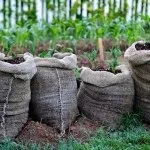 Вирощування картоплі в мішках - опис технології та відео (картоплі) Вирощування картоплі в мішках - опис технології та відео