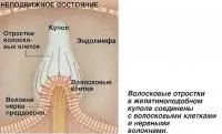 Внутрішнє вухо як орган рівноваги (знання - фізіологія людини) (равлик) Внутрішнє вухо як орган рівноваги (знання - фізіологія людини)