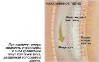 Внутрішнє вухо як орган рівноваги (знання - фізіологія людини) (перетинка) Внутрішнє вухо як орган рівноваги (знання - фізіологія людини)