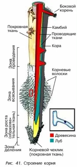Види коренів і типи кореневих систем (систем) Види коренів і типи кореневих систем