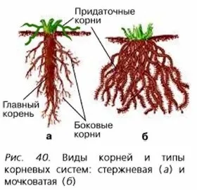 Види коренів і типи кореневих систем (види) Види коренів і типи кореневих систем