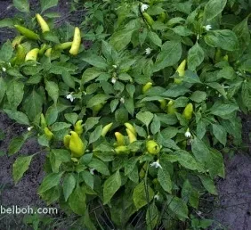 Вирощування гіркого перцю (перцю) Вирощування гіркого перцю