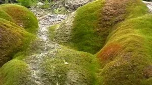 Вирощування моху, світ жінки (вирощування) Вирощування моху, світ жінки
