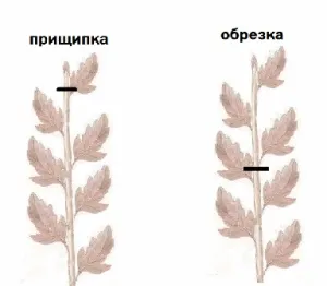 Вирощуємо розсаду однорічних квітів, для (розсада квітів) Вирощуємо розсаду однорічних квітів, для
