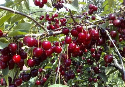 Вишня шпанка опис і характеристика сорту, переваги і недоліки, особливості посадки і догляду (вишня) Вишня шпанка опис і характеристика сорту, переваги і недоліки, особливості посадки і догляду