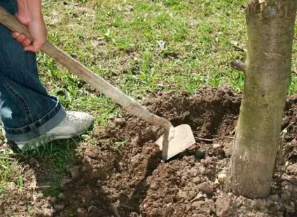 Вишня шпанка опис і характеристика сорту, переваги і недоліки, особливості посадки і догляду (шпанка) Вишня шпанка опис і характеристика сорту, переваги і недоліки, особливості посадки і догляду