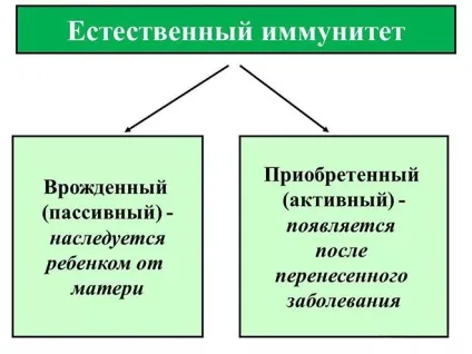 Види імунітету і їх основні відмінності (основні) Види імунітету і їх основні відмінності