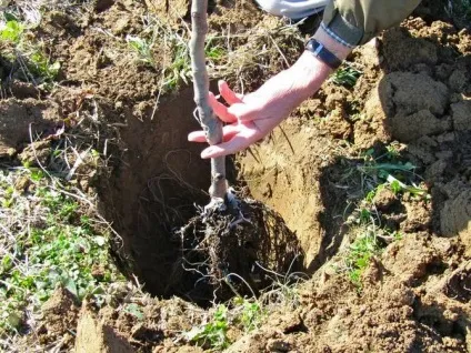 Вишня шпанка опис і характеристика сорту, переваги і недоліки, особливості посадки і догляду (вишня) Вишня шпанка опис і характеристика сорту, переваги і недоліки, особливості посадки і догляду