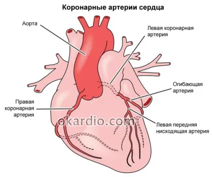 Раптова коронарна смерть (ВКС) причини, симптоми, перша допомога та прогноз (раптова) Раптова коронарна смерть (ВКС) причини, симптоми, перша допомога та прогноз