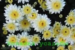 Хризантеми - посадка і догляд на відкритій ділянці (хризантеми) Хризантеми - посадка і догляд на відкритій ділянці
