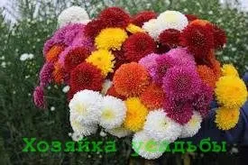 Хризантеми - посадка і догляд на відкритій ділянці (догляд) Хризантеми - посадка і догляд на відкритій ділянці