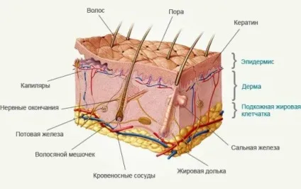 Захворювання шкіри людини - діагностика хвороб шкіри (людини) Захворювання шкіри людини - діагностика хвороб шкіри