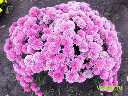 Хризантеми корейські (дубки)