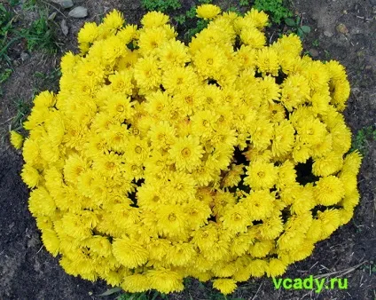 Хризантеми корейські (дубки)