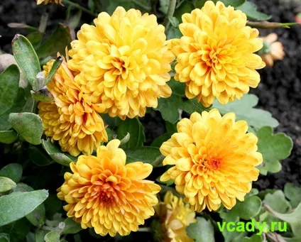 Хризантеми корейські (дубки)
