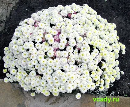 Хризантеми корейські (дубки)