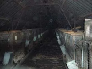 Зимова сплячка бабаків