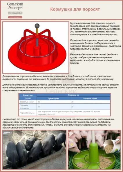 ЗНМ для поросят вибір, приготування, правила відгодівлі поросят (поросят) ЗНМ для поросят вибір, приготування, правила відгодівлі поросят