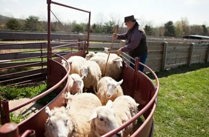10 Речей, які потрібно знати про вівчарство - lavkalavka газета (Farmer дізнався вівчарство) 10 Речей, які потрібно знати про вівчарство - lavkalavka газета