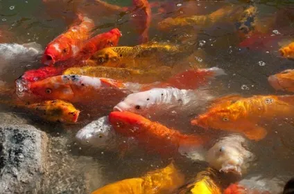10 Помилок, які краще не допускати при спорудженні водойми, садиба (які) 10 Помилок, які краще не допускати при спорудженні водойми, садиба