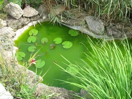 10 Помилок, які краще не допускати при спорудженні водойми, садиба (краще) 10 Помилок, які найкраще не допускати при спорудженні водойми, садиба