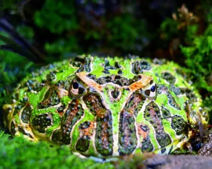 10 Самих дивних жаб в світі (світі) 10 Самих дивних жаб в світі