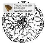 Аеренхіма - енциклопедії & amp; словники (тут тканину воздухоносной) Аеренхіма - енциклопедії & amp; словники