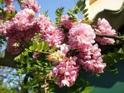 Акація біла сорти і види (робинии) фото псевдоакація, веселий урожайнік (види) Акація біла сорти і види (робинии) фото псевдоакація, веселий урожайнік