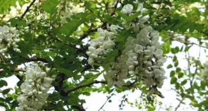 Акація біла сорти і види (робинии) фото псевдоакація, веселий урожайнік (види) Акація біла сорти і види (робинии) фото псевдоакація, веселий урожайнік