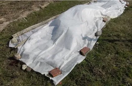 Агроволокно для полуниці