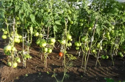 9 Рад, які допоможуть виростити небувалий урожай томатів, на грядці () (допоможуть) 9 Рад, які допоможуть виростити небувалий урожай томатів, на грядці ()